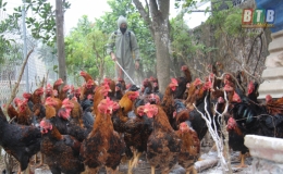 Đông Hưng: Tích cực triển khai các biện pháp phòng, chống dịch cúm A/H5N6 trên gia cầm