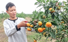 Đổi đời nhờ bán nông sản qua mạng