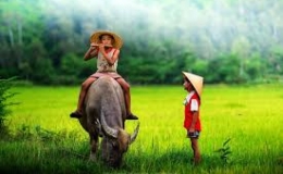 Con trâu trong văn hóa dân gian