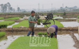 Dệt mùa xuân trên những cánh đồng