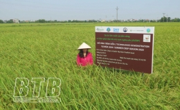 Kiến Xương: Nông nghiệp là trụ đỡ của kinh tế
