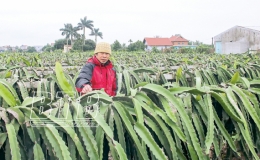 Mở hướng l&agrave;m gi&agrave;u cho n&ocirc;ng d&acirc;n