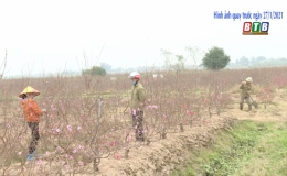 Người trồng đào Minh Tân giảm thu vì dịch Covid-19