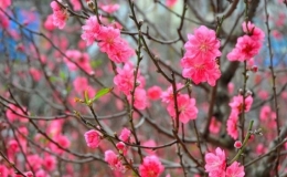 Nhận định thời tiết dịp tết Nguyên đán Tân Sửu (Từ 02-16/02/2021)