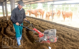Sử dụng đệm lót sinh học xử lý chất thải trong chăn nuôi trâu, bò