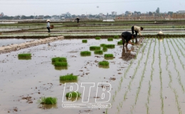 Vũ Thư: Hối hả sản xuất vụ xuân