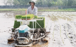 Vũ Thư: Máy cấy xuống đồng - ruộng hoang giảm mạnh