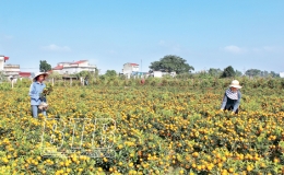 Xuân no ấm, đủ đầy