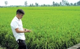 Đảng viên trẻ bám ruộng làm giàu