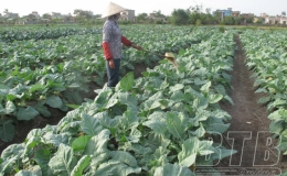 Giá rau tăng cao do rét đậm, rét hại