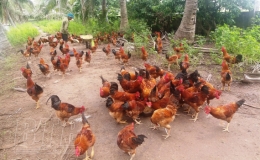 Hội Nông dân huyện Tiền Hải: Hỗ trợ hội viên phát triển kinh tế