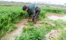 Làm giàu từ rau cần