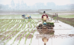 Máy cấy trên những cánh đồng thửa lớn