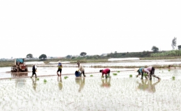 Nô nức xuống đồng