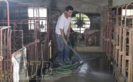 Quỳnh Phụ: Chủ động phòng, chống đói, rét cho vật nuôi