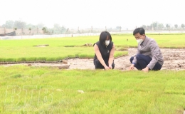 Rét đậm ảnh hưởng đến một số diện tích mạ
