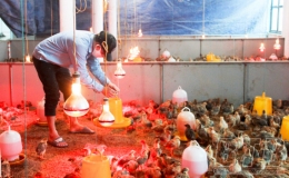 Tái đàn vật nuôi sau tết