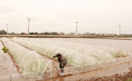 Chủ động chống rét cho lúa và gia súc, gia cầm