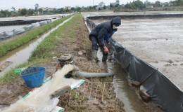 Vũ Thư: Ứng phó với rét đậm, rét hại bảo vệ lúa xuân mới gieo cấy