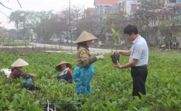 Bảo tồn và phát triển giống mít bản địa