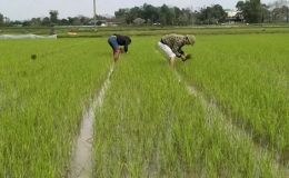 Diện tích có nước phục vụ gieo cấy vụ Đông Xuân đạt 95,6%