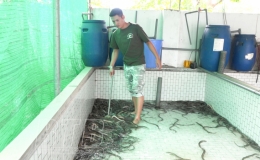 Gắn mã số, mã vạch cho lươn