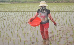 Hưng Hà: Tập trung chăm sóc và bảo vệ lúa xuân