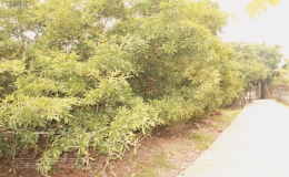 Ngọt thơm hồng xiêm Lô Giang