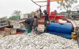 Ngư dân Thái Thụy: Đón lộc biển đầu xuân