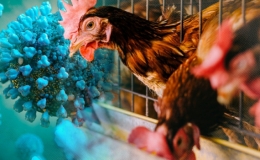 Nhận định của WHO về tình hình dịch cúm H5N1