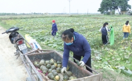 Phủ xanh ruộng hoang gây quỹ