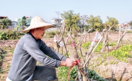 Minh Tân: Tất bật vào vụ mới