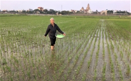 Vũ Thư: Chăm sóc, bảo vệ 7.500 ha lúa xuân đầu vụ