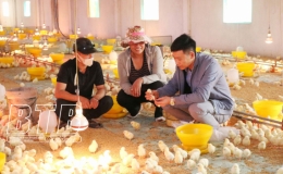 Vũ Thư tập trung tái đàn vật nuôi sau tết