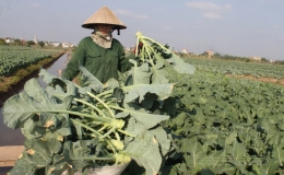 Vũ Vân: Xanh bãi rau xuân