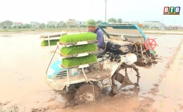 Đông Hưng: Đưa máy cấy xuống đồng cấy lúa xuân