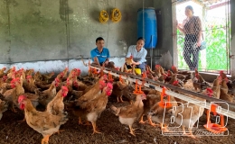 Chủ động tái đàn vật nuôi