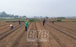 Điểm sáng sản xuất cây màu xuân