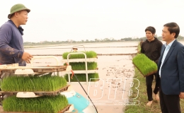 Đông Hưng: Mở rộng diện tích cấy máy mạ khay