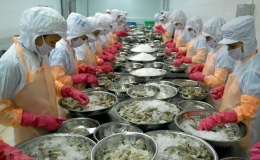 Dự báo xuất khẩu tôm sẽ phục hồi và tăng nhẹ từ 10 - 15% năm 2024