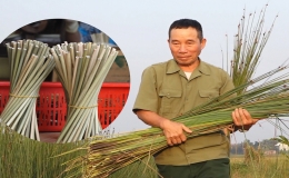 Lão nông trồng cỏ làm ống hút thay thế lúa nước