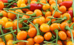 Loại ớt đắt nhất thế giới có gì đặc biệt?