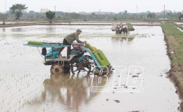 Nhân rộng diện tích cấy bằng máy