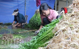 Nông dân tất bật thu hoạch rau cần dịp tết