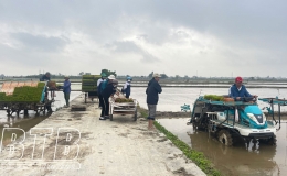 Quỳnh Phụ: Phấn đấu hoàn thành gieo cấy lúa xuân đúng khung thời vụ