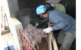 Tiền Hải: Phấn đấu trước ngày 15/3 hoàn thành tiêm vắc-xin phòng dịch bệnh gia súc, gia cầm