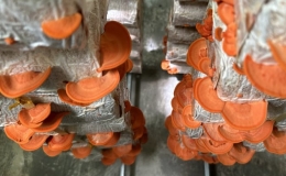 Tiến sĩ trồng nấm vân chi đỏ bằng vỏ trấu