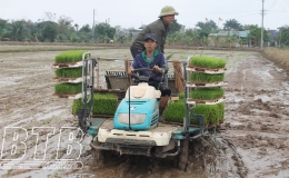Vũ Vinh: Máy cấy dẹp ruộng hoang