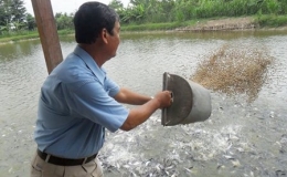 Cá tra xuất khẩu tăng giá, nội địa rớt mạnh