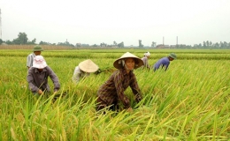 Quỹ Phát triển Nông nghiệp Quốc tế tài trợ 43 triệu USD cho Việt Nam